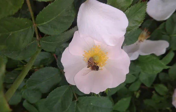 Flower, macro, bee, petal, briar, Meduzanol ©