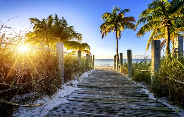 The sky, the sun, palm trees, Beach, trail