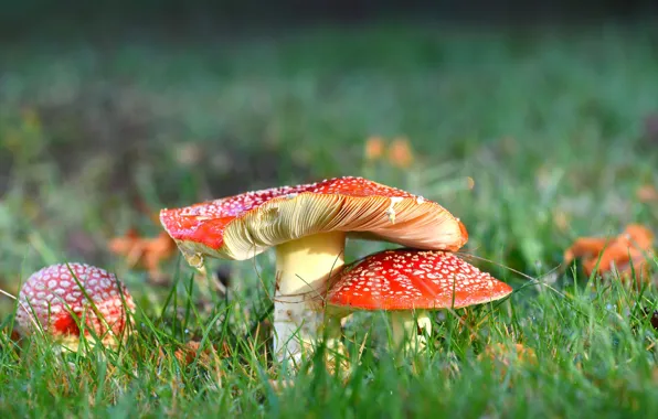 Grass, nature, glade, mushrooms, Amanita, a couple, family