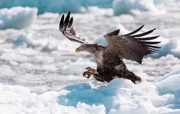 Winter, snow, bird, eagle, wings, feathers, the snow, eagle