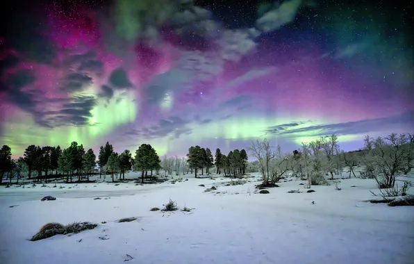 Winter, field, forest, the sky, snow, trees, night, Northern lights