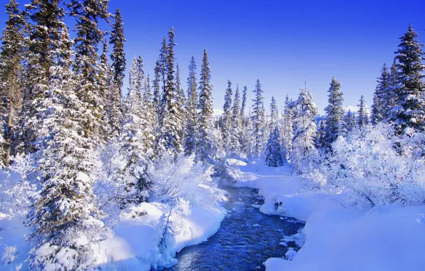Picture forest, winter, fabulous