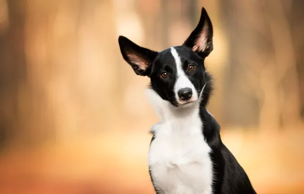 Autumn, look, nature, background, dog, black and white, ears