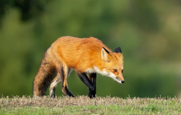 Grass, nature, background, Fox, red, Fox, bokeh