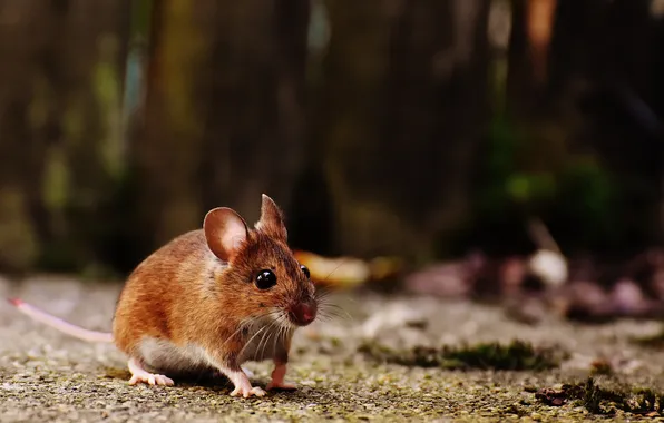 Mouse, bokeh, rodents, The East Asian mouse