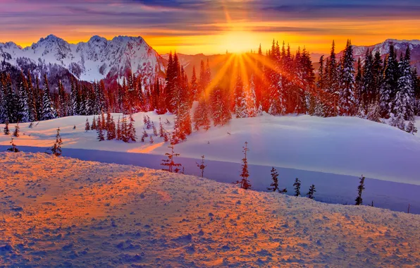 Picture winter, forest, the sky, the sun, rays, snow, trees, sunset