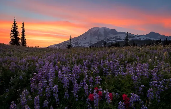 Picture flowers, mountains, sunset