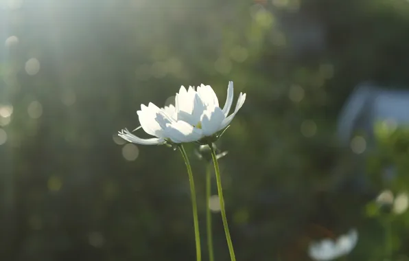 Macro, Flowers, White