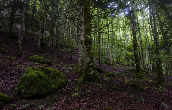 Forest, summer, trees, moss