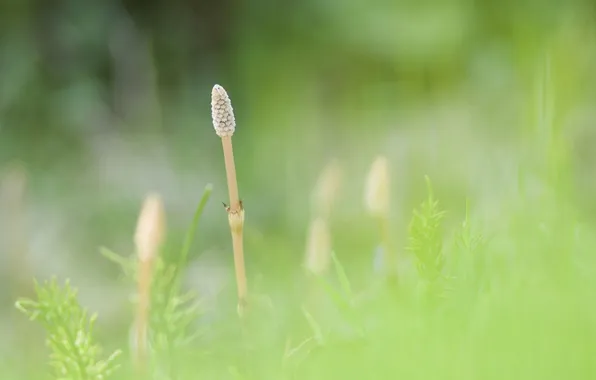 Summer, leaves, green, leaves