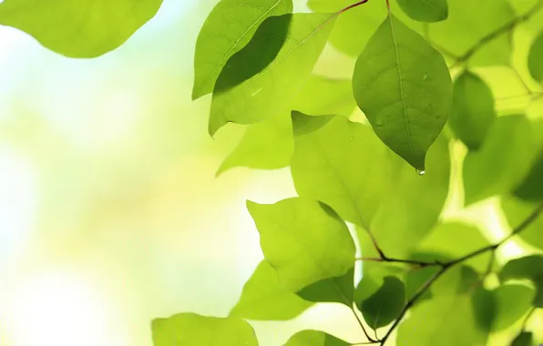 Leaves, branches, nature