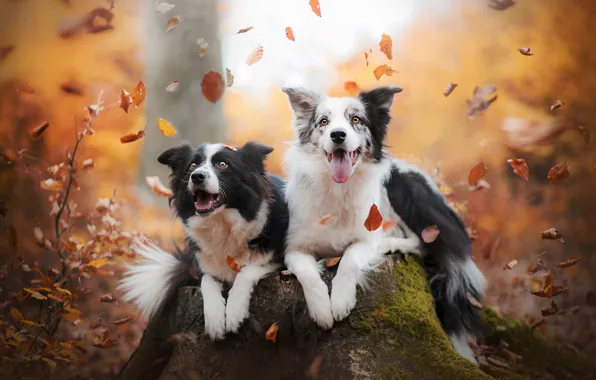 Picture autumn, leaves, joy, mood, stump, a couple, two dogs, The border collie