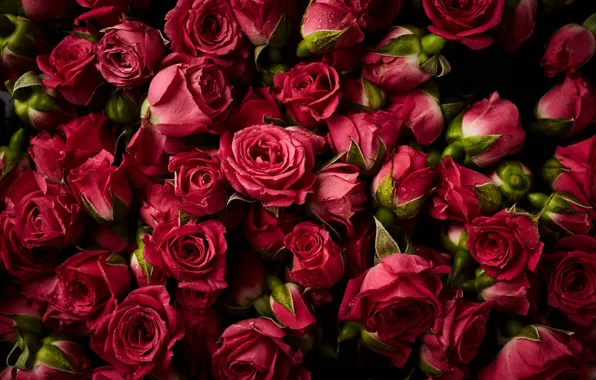 Flowers, background, roses, red, red, buds, fresh, flowers
