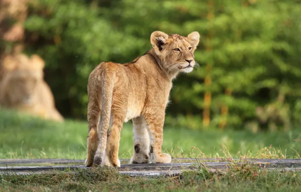 Cat, summer, grass, look, trees, pose, green, background
