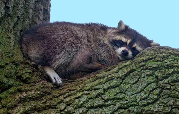 The sky, pose, tree, sleep, legs, sleeping, raccoon, lies