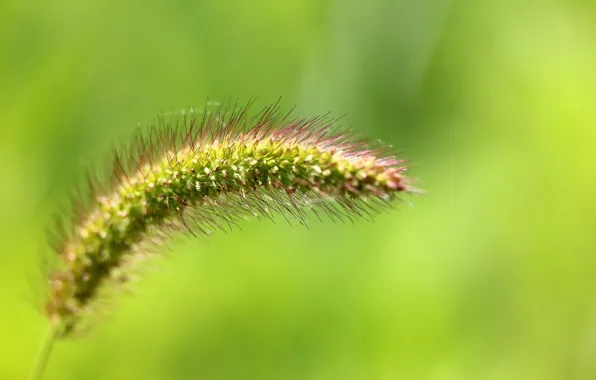 Greens, background, a blade of grass