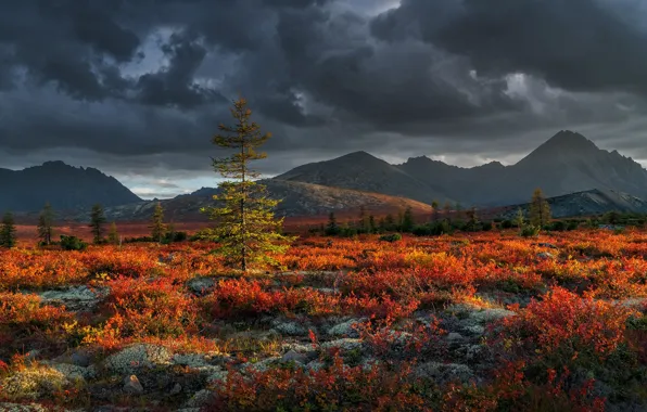 Autumn, light, mountains, spruce, shrubs