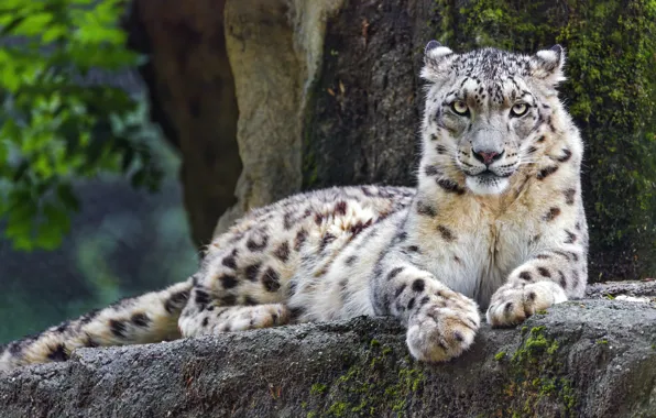 Picture look, nature, lies, IRBIS, snow leopard