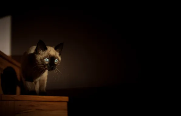 Cat, background, room