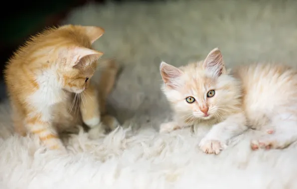 Cat, look, kitty, pile, red, muzzle, kittens, cute