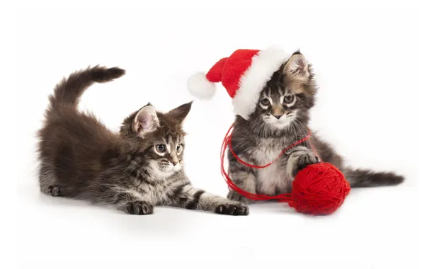 Cat, look, red, tangle, pose, kitty, the game, Christmas