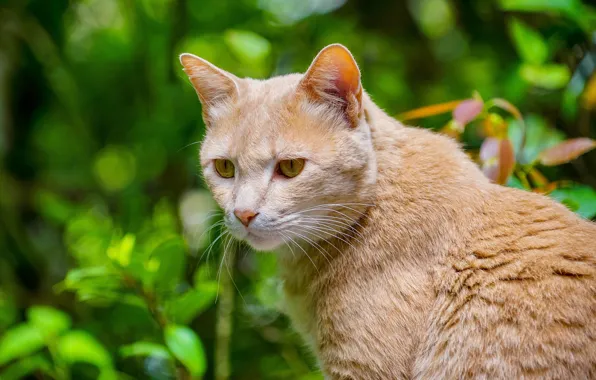 Picture greens, cat, cat, look, face, nature, background, portrait