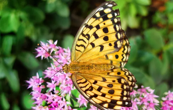 Picture flower, summer, flowers, butterfly, blur, pink, yellow, yellow