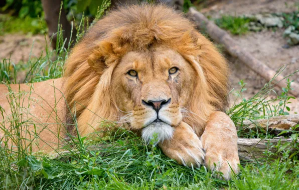 Picture look, face, portrait, Leo, lies