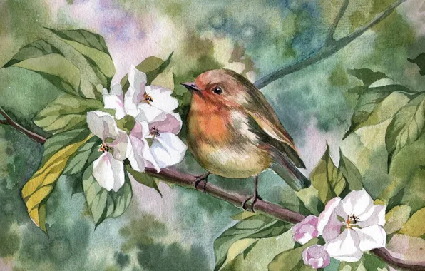 Picture bird, branch, Robin