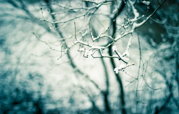 Snow, nature, tree, branch, spring, kidney