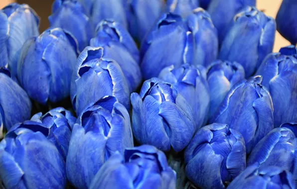 Blue, blue, tulips, buds, a lot