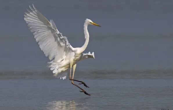 Wings, Heron, white egret