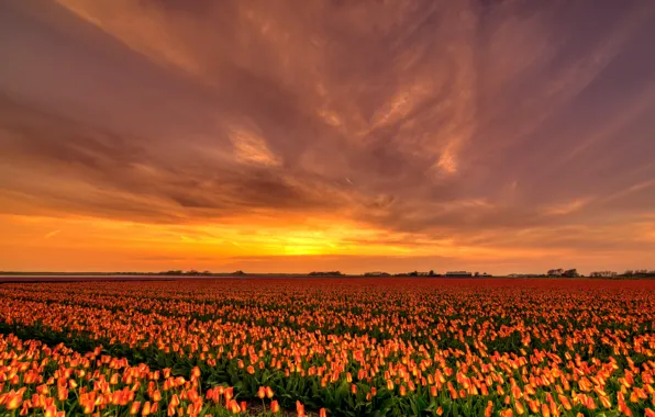 Field, the sky, the sun, clouds, sunset, flowers, beauty, the evening