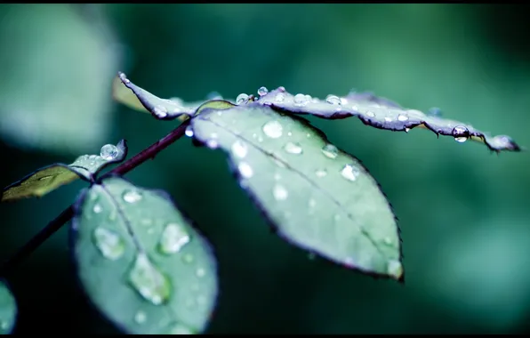 Summer, drops, macro, sheet, Rosa, water, humidity