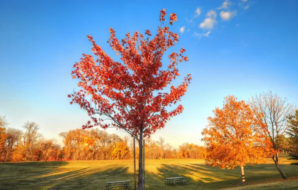 Autumn, the sky, grass, leaves, trees, Park, table, bench