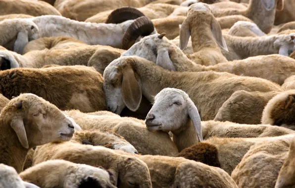 Picture nature, sheep, the herd