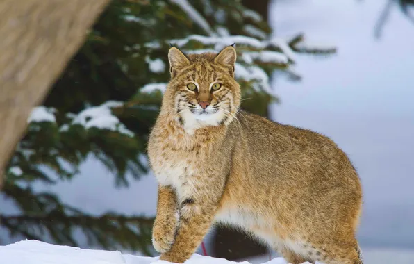 Look, snow, predator, Lynx
