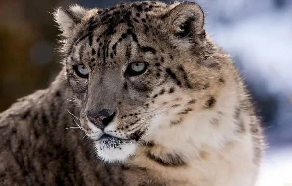 Look, predator, IRBIS, snow leopard