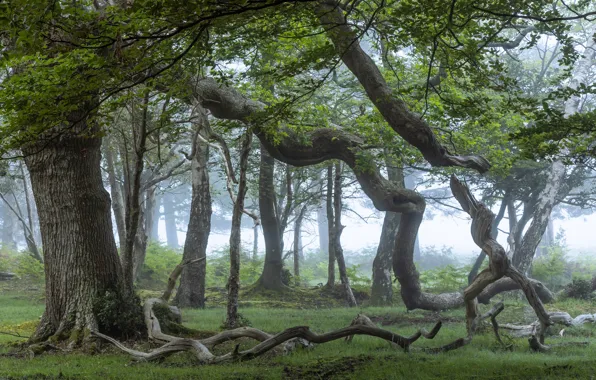 Forest, trees, branches, nature, fog, trunks, morning, driftwood