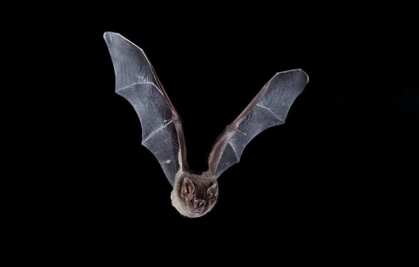 Bat, flies, black background, José Gabriel Martínez Fonseca