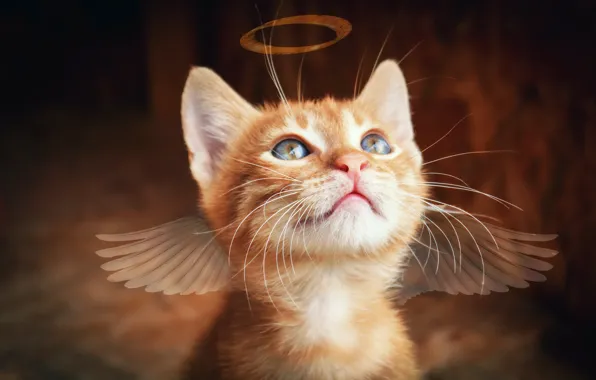 Cat, look, kitty, background, photoshop, wings, treatment, angel