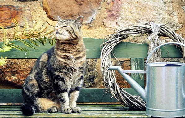 Summer, cat, bench, Koshak, Tomcat