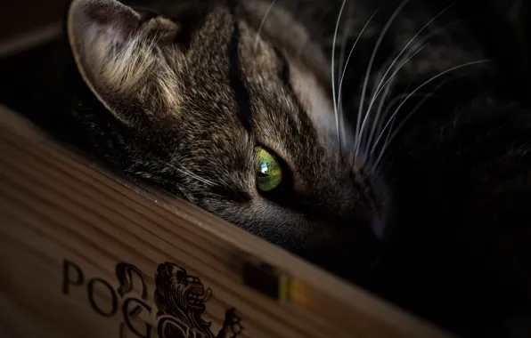 Cat, cat, mustache, look, pose, the dark background, portrait, lies
