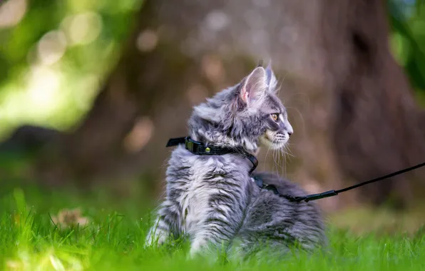 Cat, grass, look, kitty, grey, tree, profile, leash
