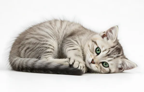 Cat, look, pose, kitty, grey, white background, lies, face