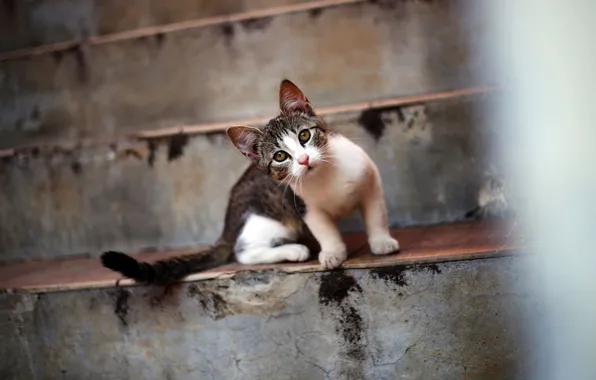 Cat, look, pose, interest, kitty, ladder, stage, face