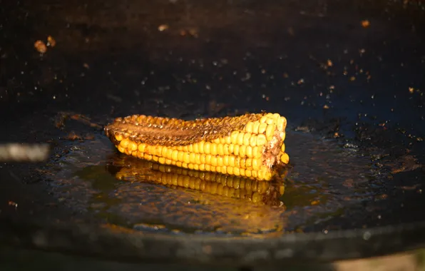 Squirt, oil, Corn, pan
