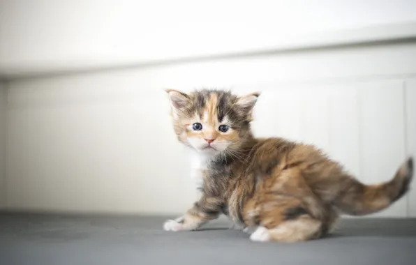 Baby, kitty, Maine Coon