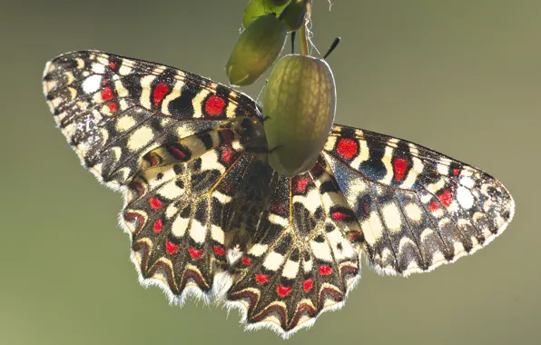 Picture macro, light, nature, green, background, pattern, butterfly, bright
