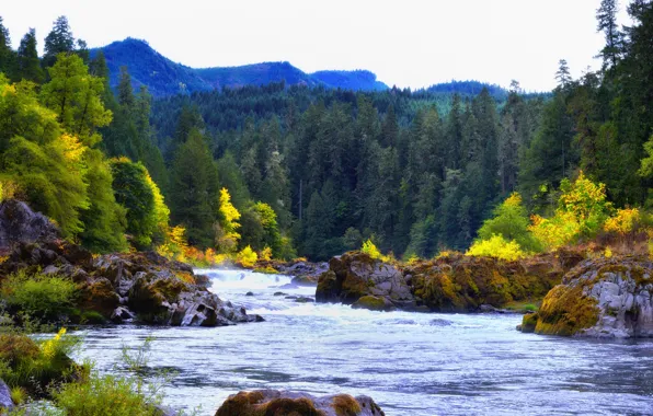 Picture autumn, forest, the sky, mountains, river, stones